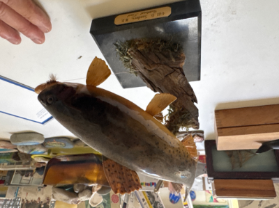 Carved cutthroat trout by Gil Saunders MD