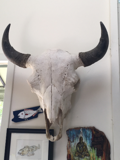 Bison skull